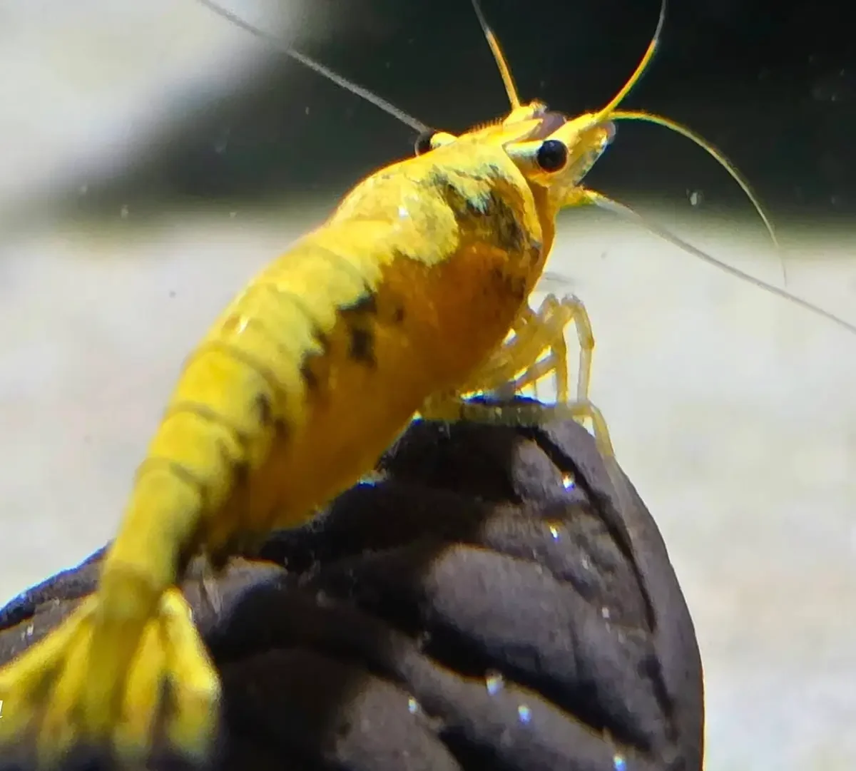 Yellow Neocaridina Shrimp