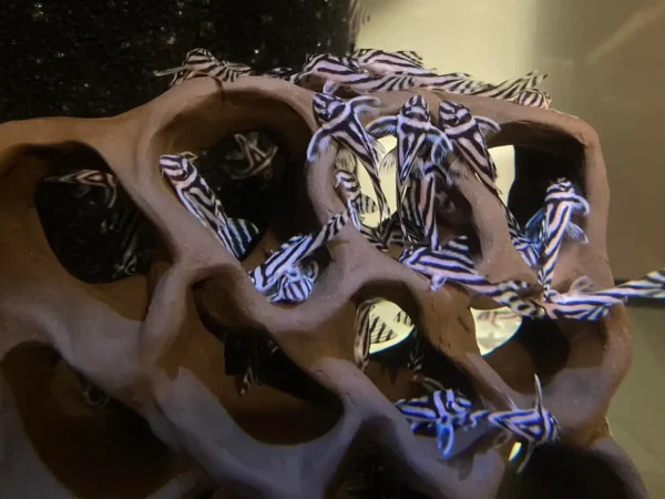 Hypancistrus L046 Zebra Pleco