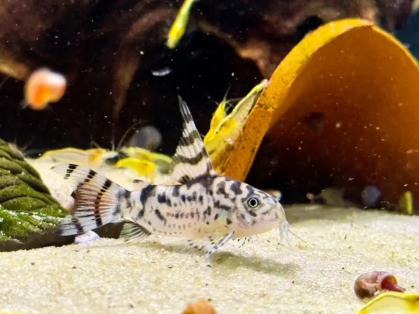 CW111 Corydoras