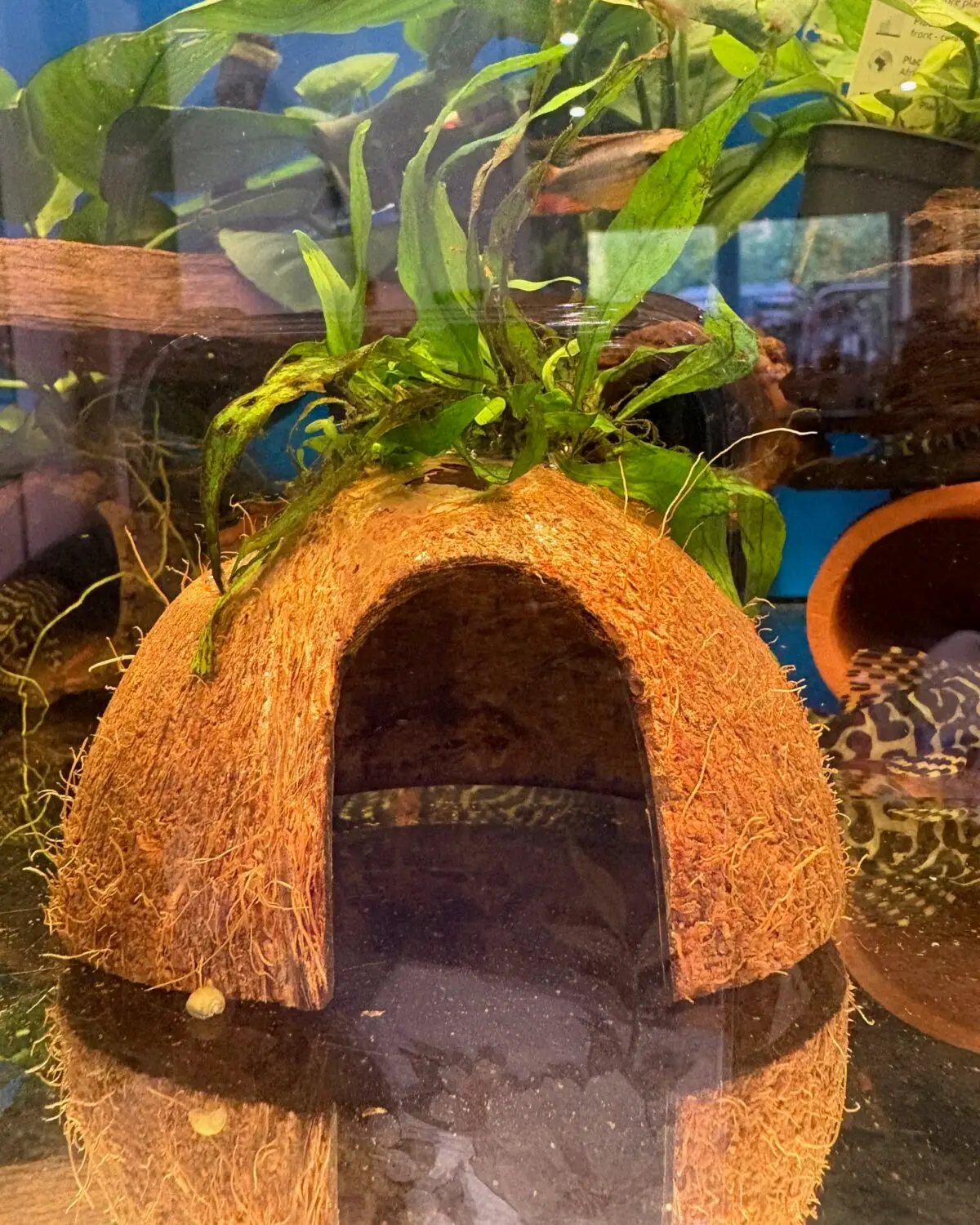 Plant on coconut cave product photo