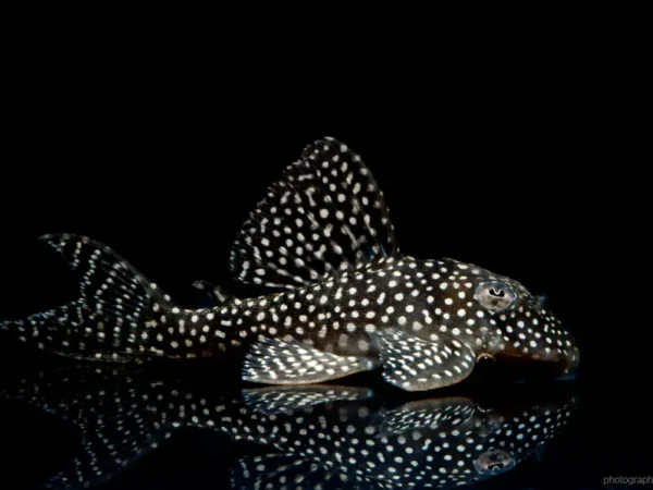 Hypancistrus L136 Pleco