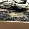 Amano shrimp in an aquarium