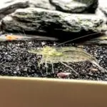 Amano shrimp in an aquarium