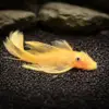 Ancistrus lemon long fin in an aquarium