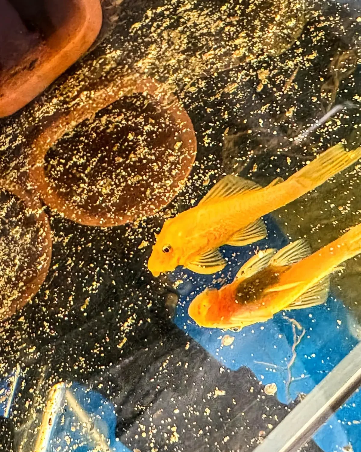 Ancistrus lemon short fin in an aquarium