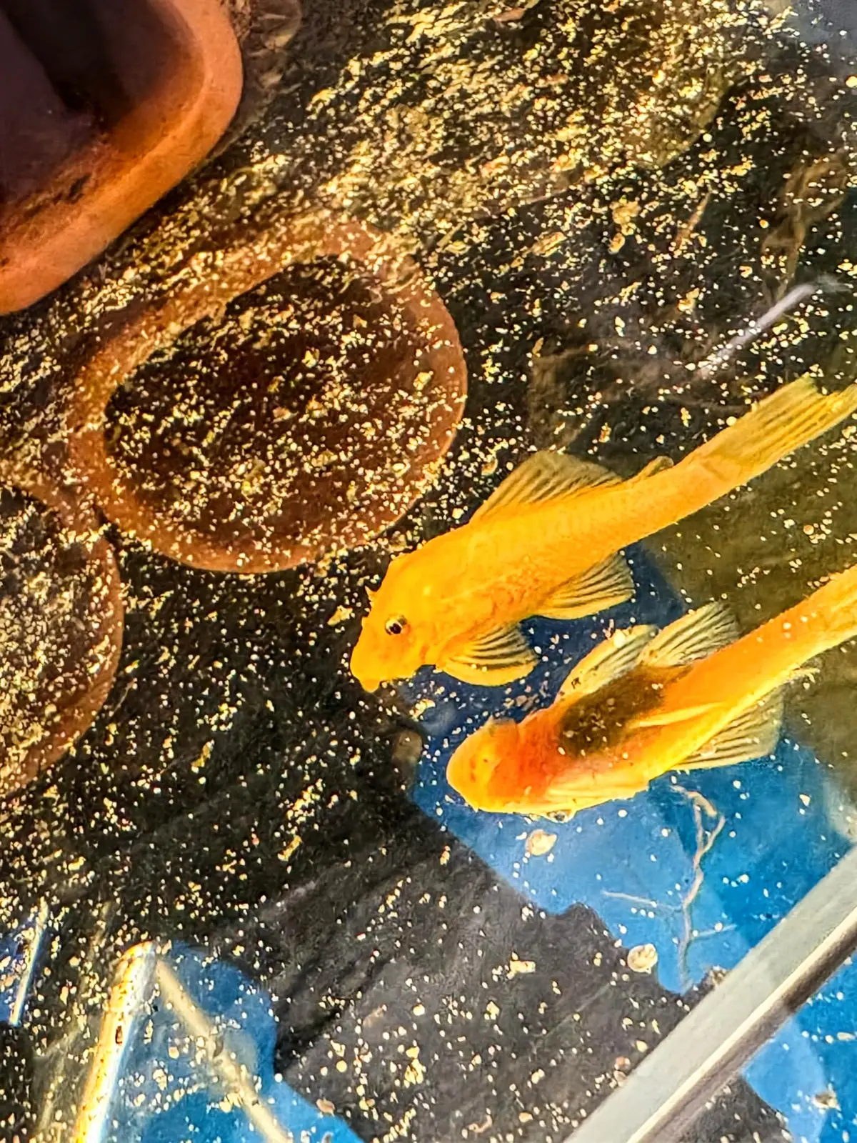 Ancistrus lemon short fin in an aquarium