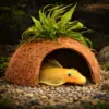 Coconut hide with Java fern product photo