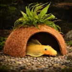 Coconut hide with Java fern product photo
