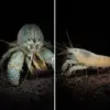 Giant Atya fan shrimp in an aquarium