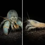 Giant Atya fan shrimp in an aquarium