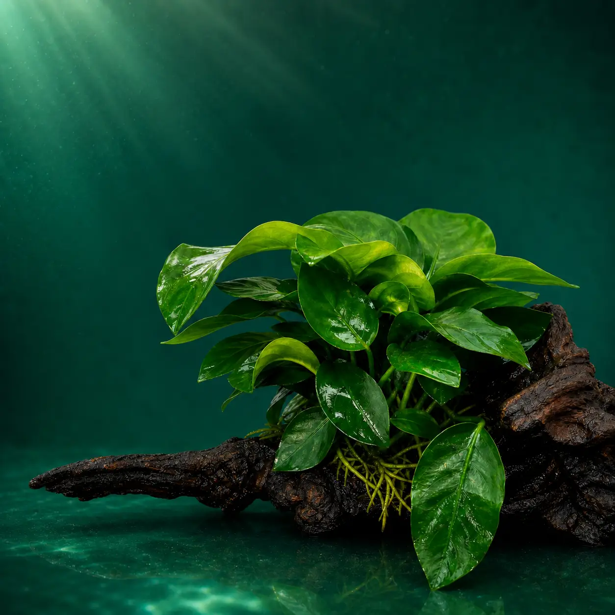 Aquatic Plants category image