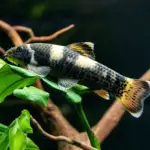Garra rufa fish in an aquarium