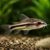 Pygmy corydoras in an aquarium