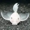 Snow white long fin fish in an aquarium