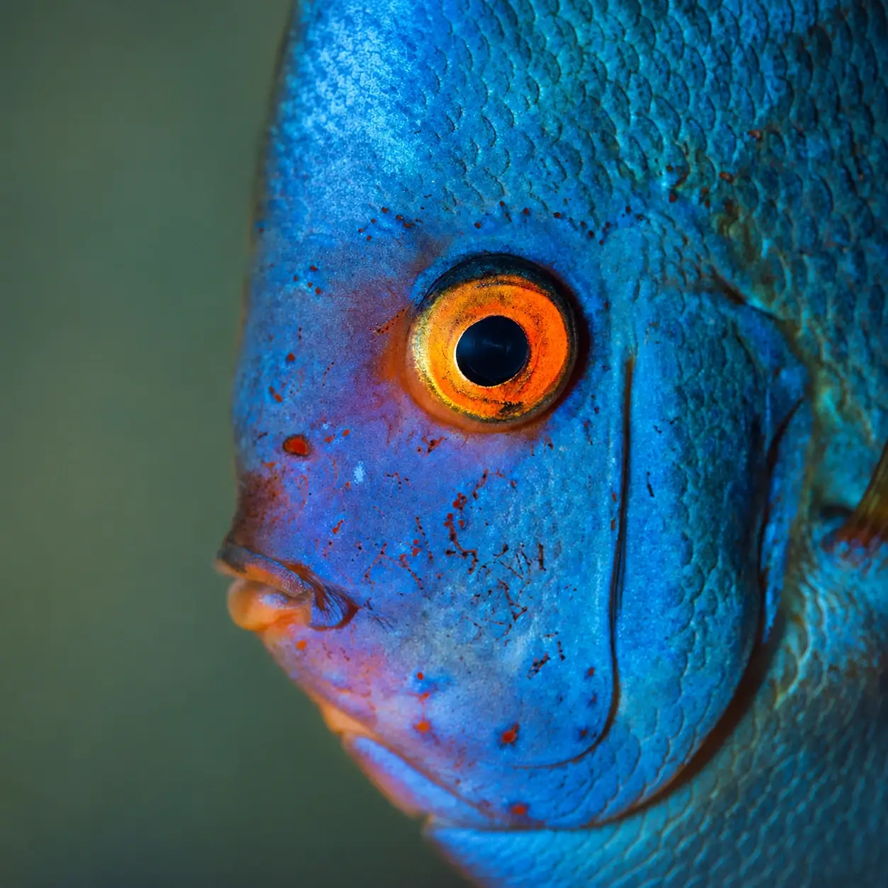 Tropical Fish category image
