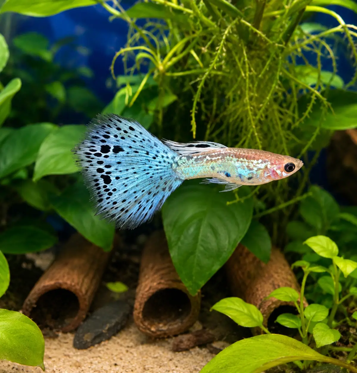 Blue Grass Guppy Pairs