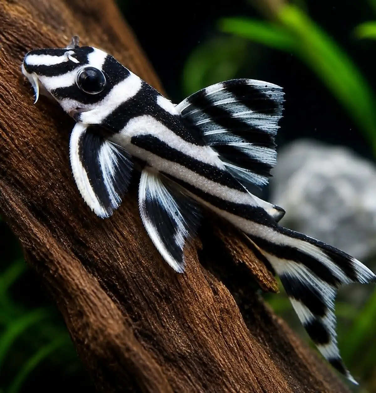 L046 Zebra Pleco (Hypancistrus zebra)