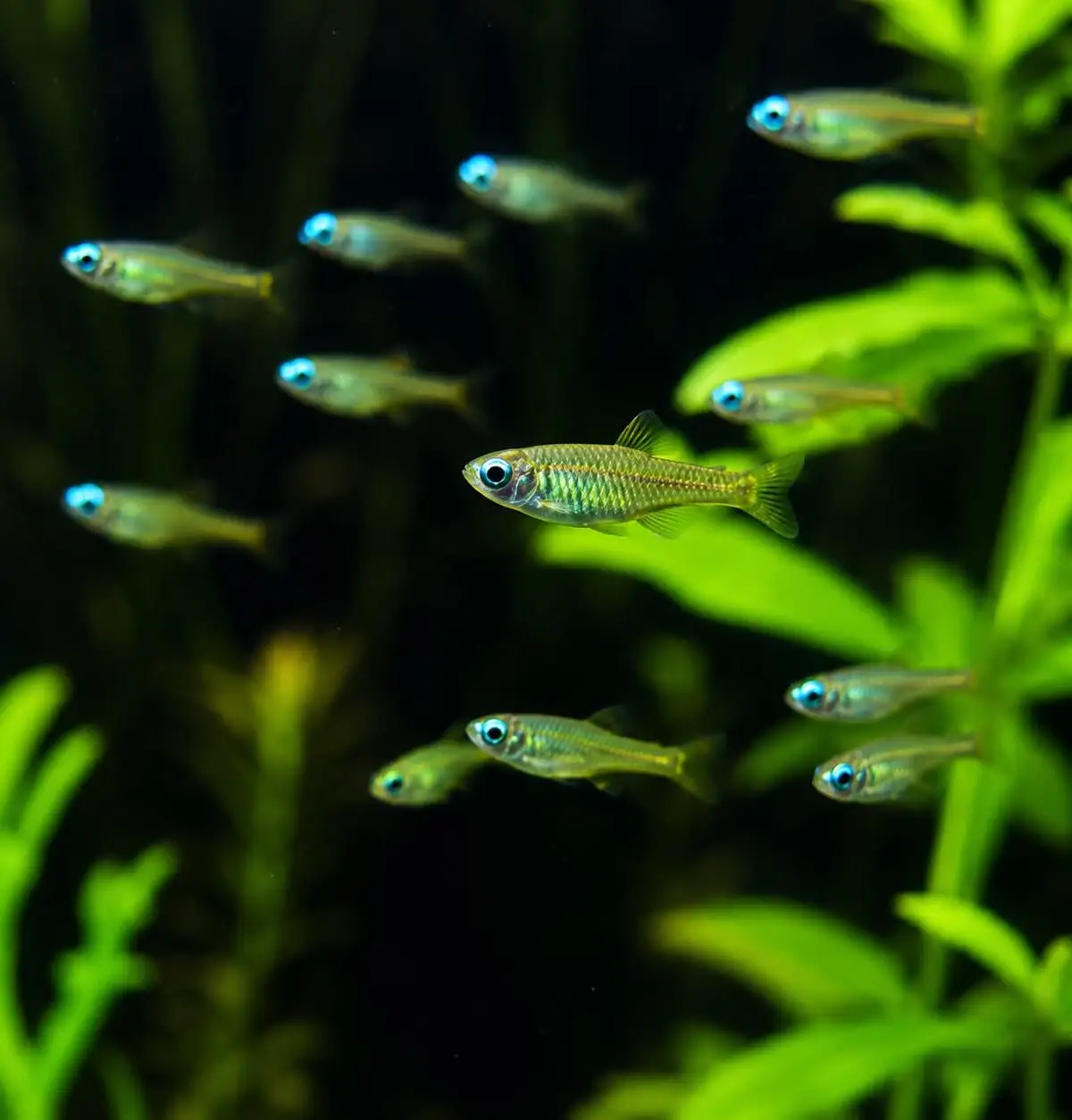 Norman’s Lampeye (Poropanchax normani)