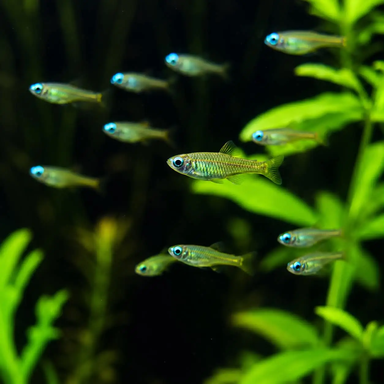 Norman’s Lampeye (Poropanchax normani)