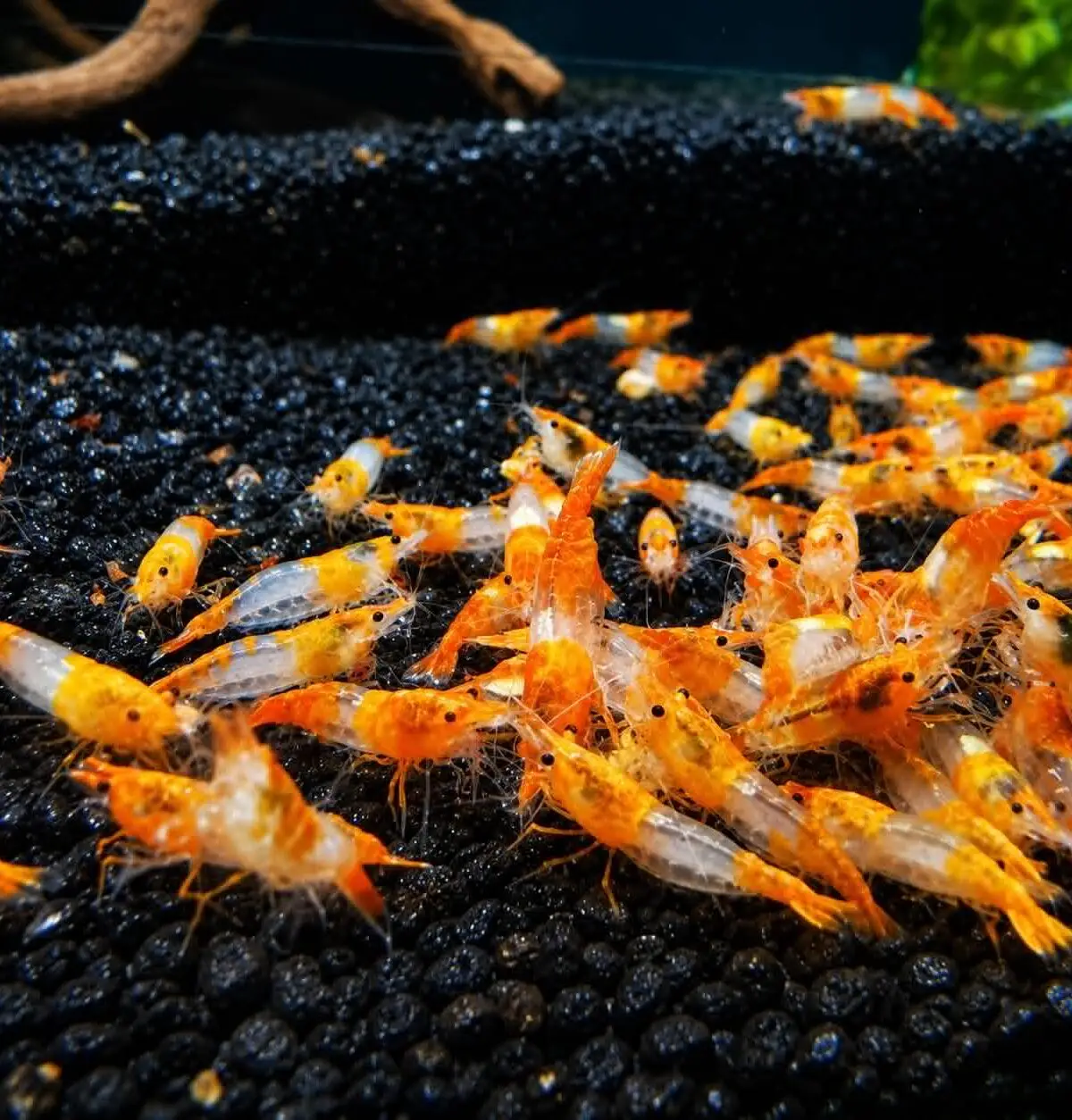 Orange Rili Shrimp (Neocaridina davidi)