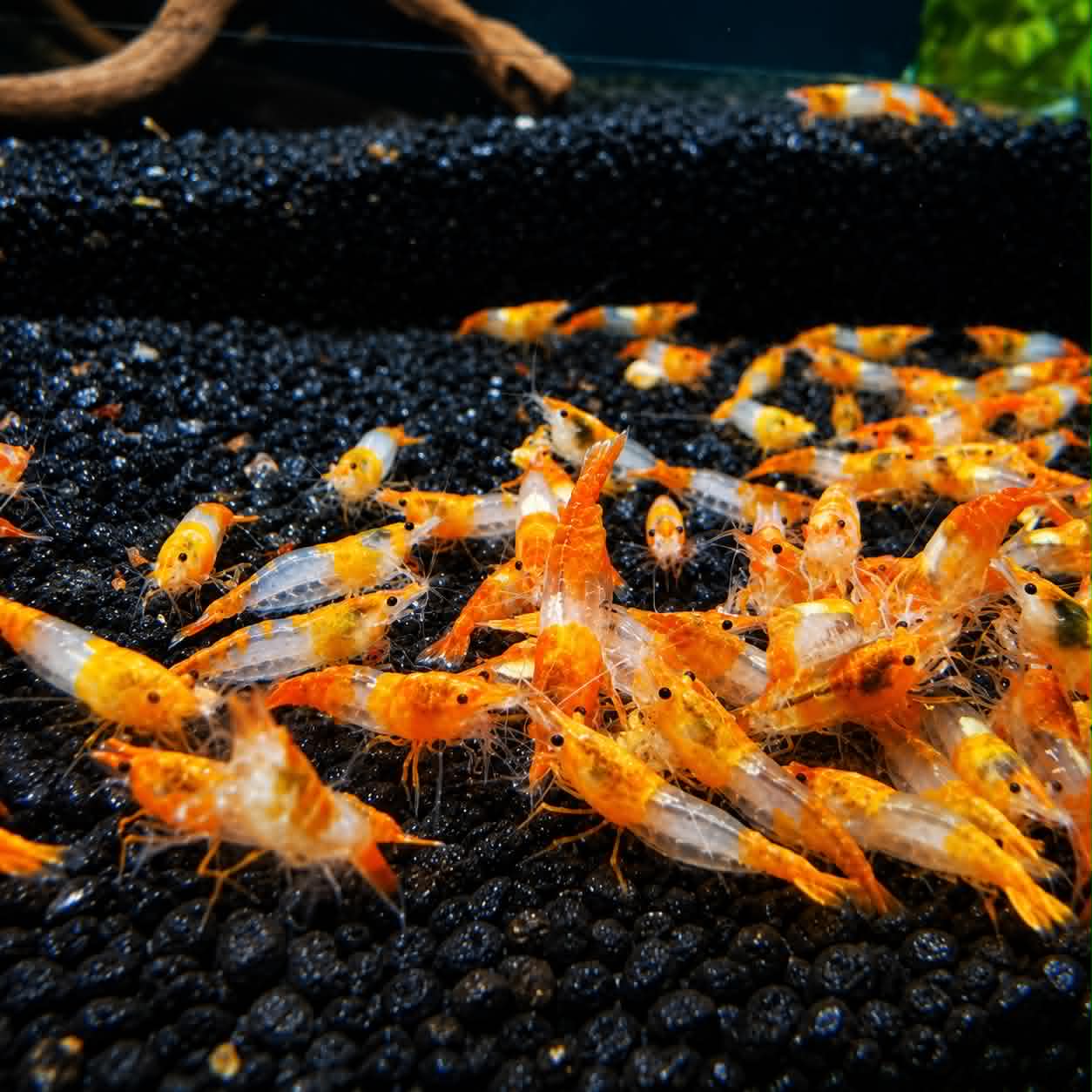 Orange Rili Shrimp (Neocaridina davidi)