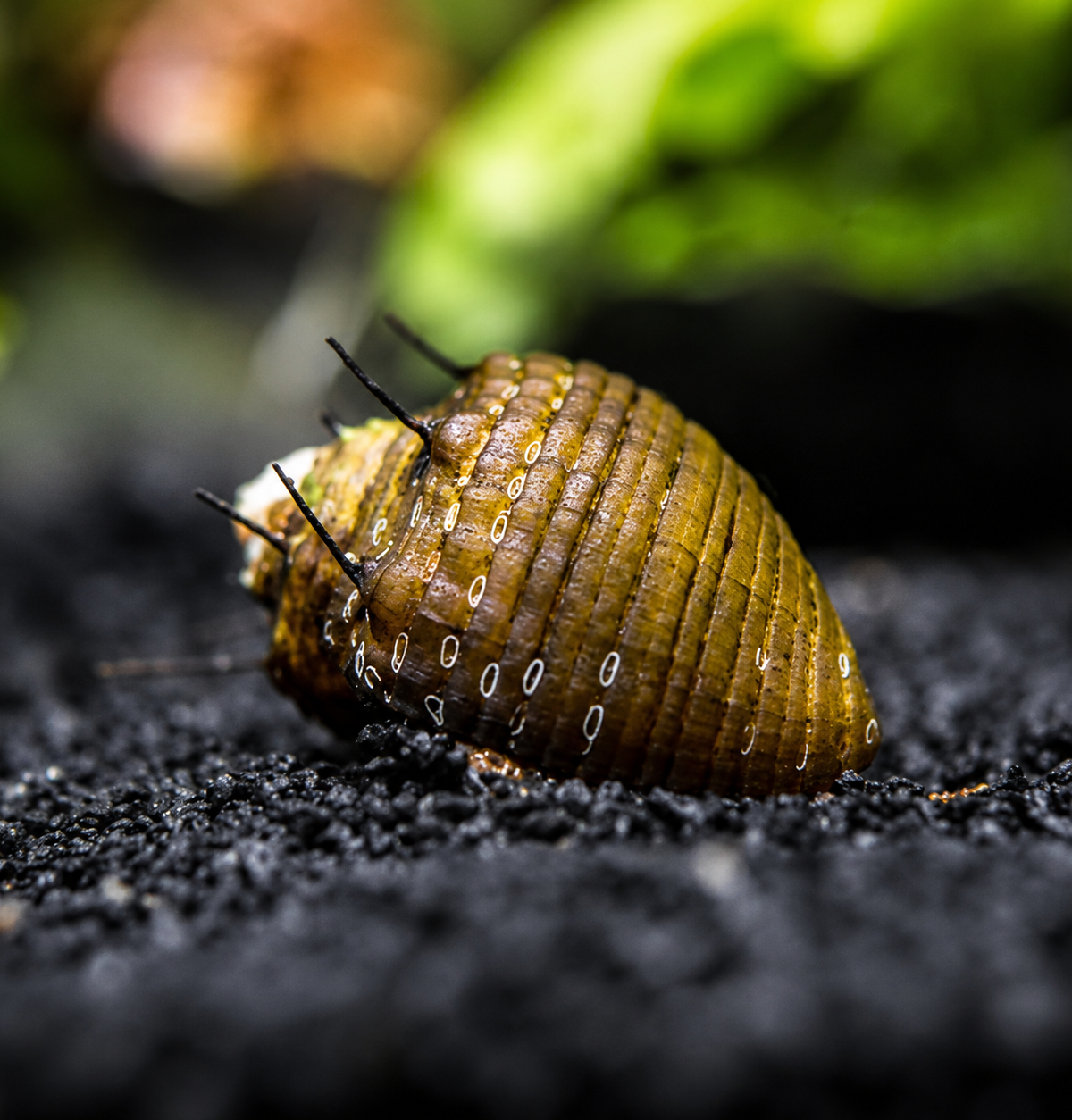 Hairy Nerite Snail (Clithon sp.)