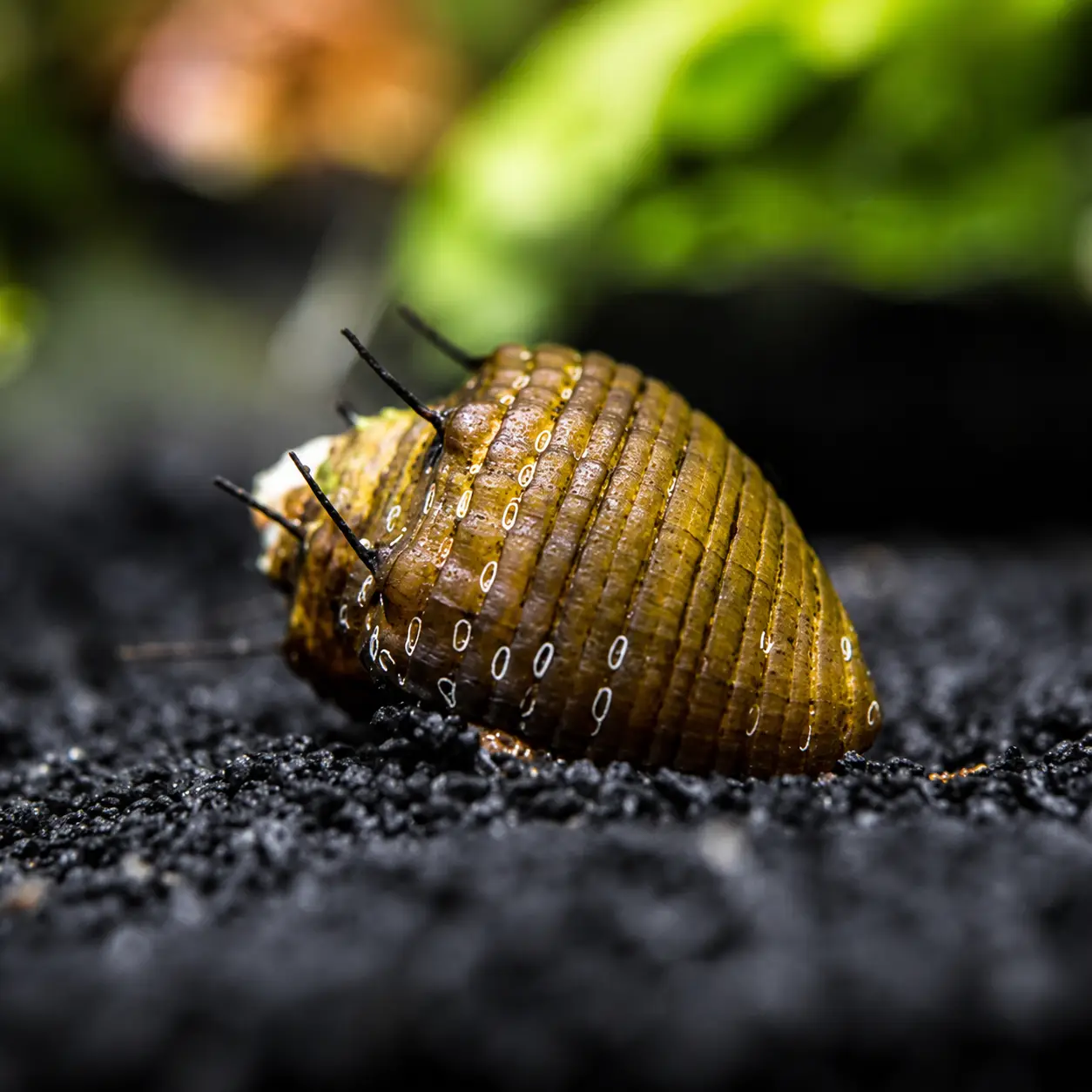 Hairy Nerite Snail (Clithon sp.)