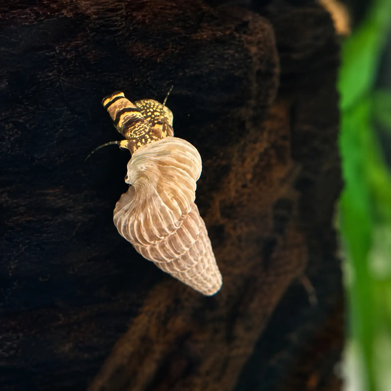King Rabbit Snail (cf) - Image 2