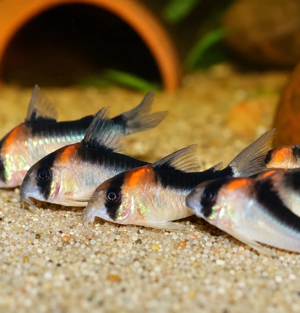 Duplicareus Cory (Hoplisoma duplicareum)