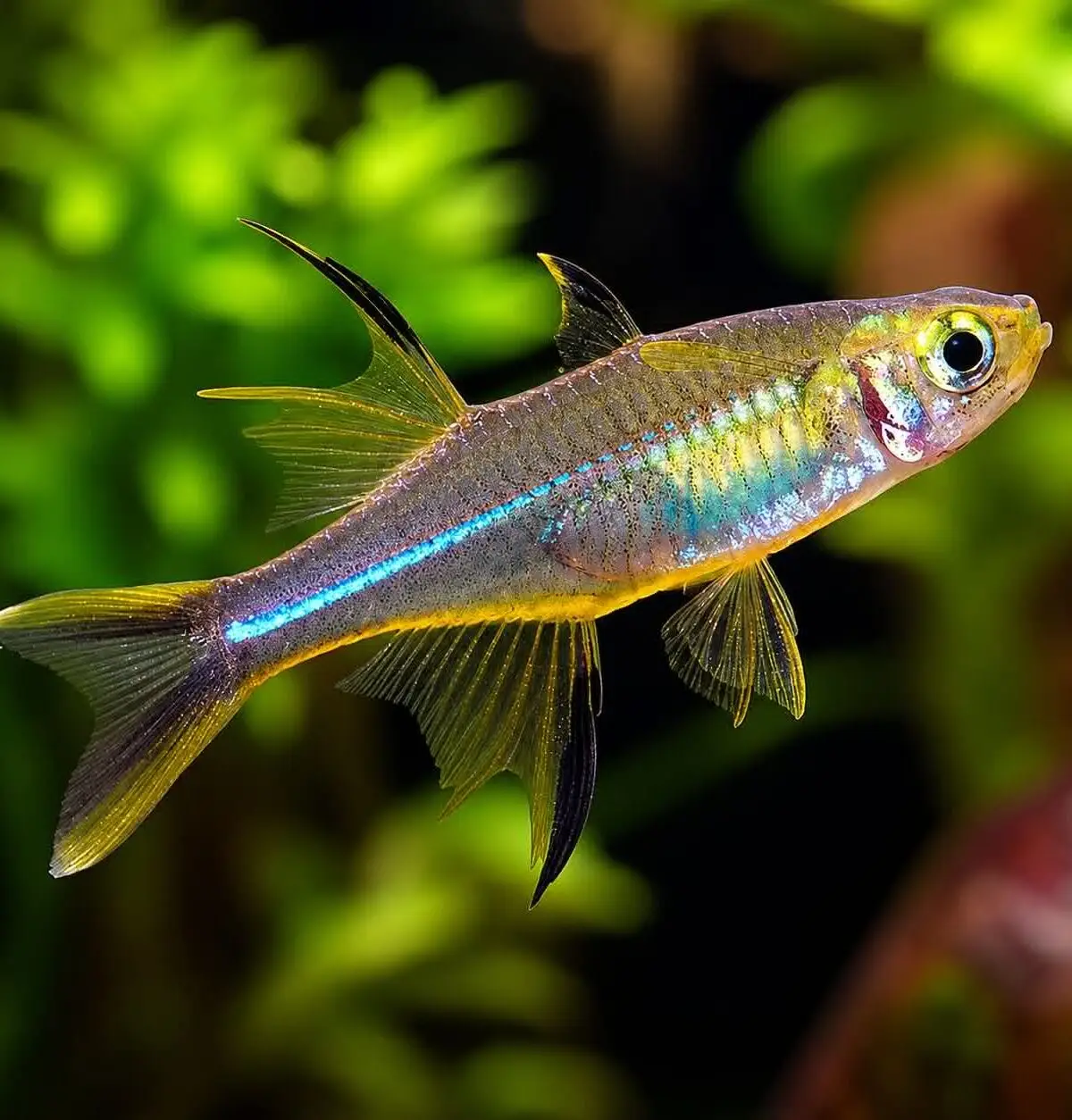 Celebes Rainbowfish (Marosatherina ladigesi)