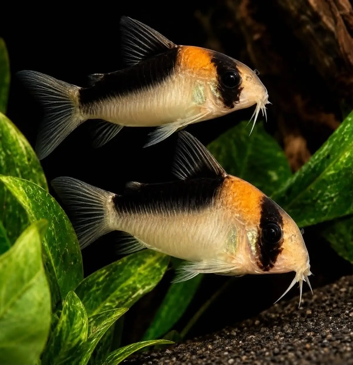 Adolfo’s Corydoras (Corydoras adolfoi)