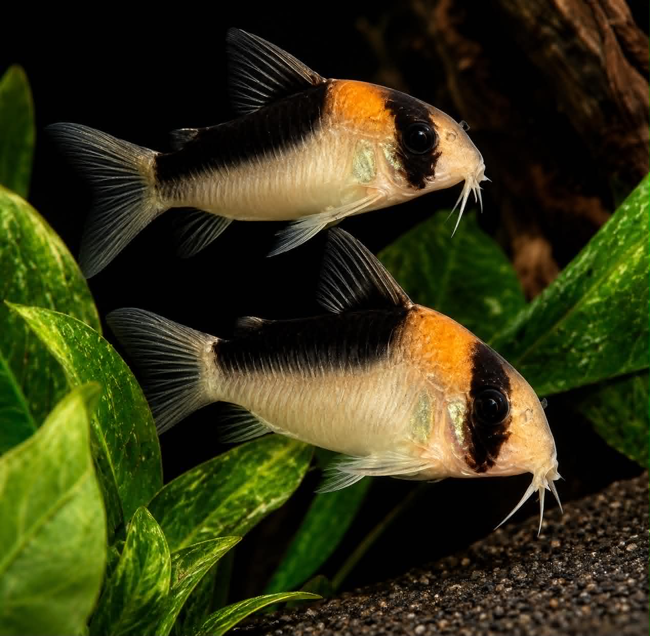 Adolfo’s Corydoras (Corydoras adolfoi)