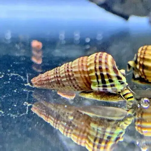 King Rabbit Snail (cf)