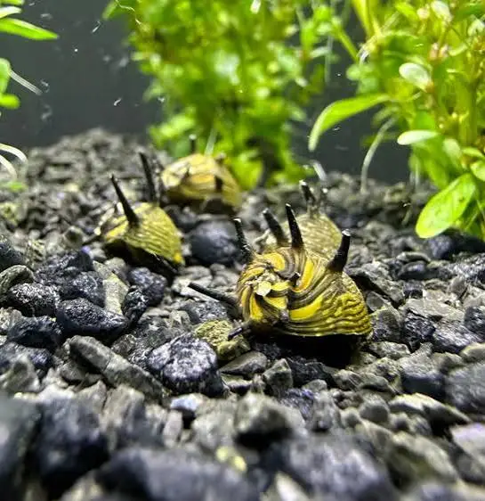 Horned Sun Snail (Clithon corona)