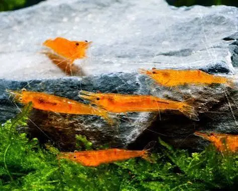 Mandarin Shrimp (Caridina sp. ‘Mandarin’)