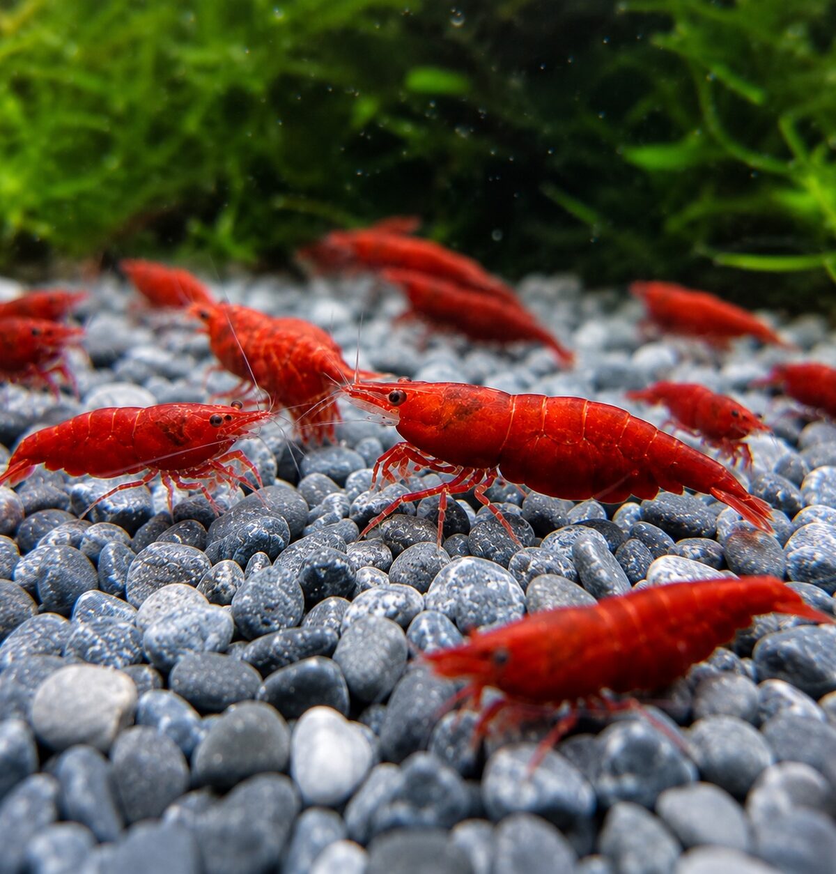 Red Cherry Shrimp (Neocaridina davidi)