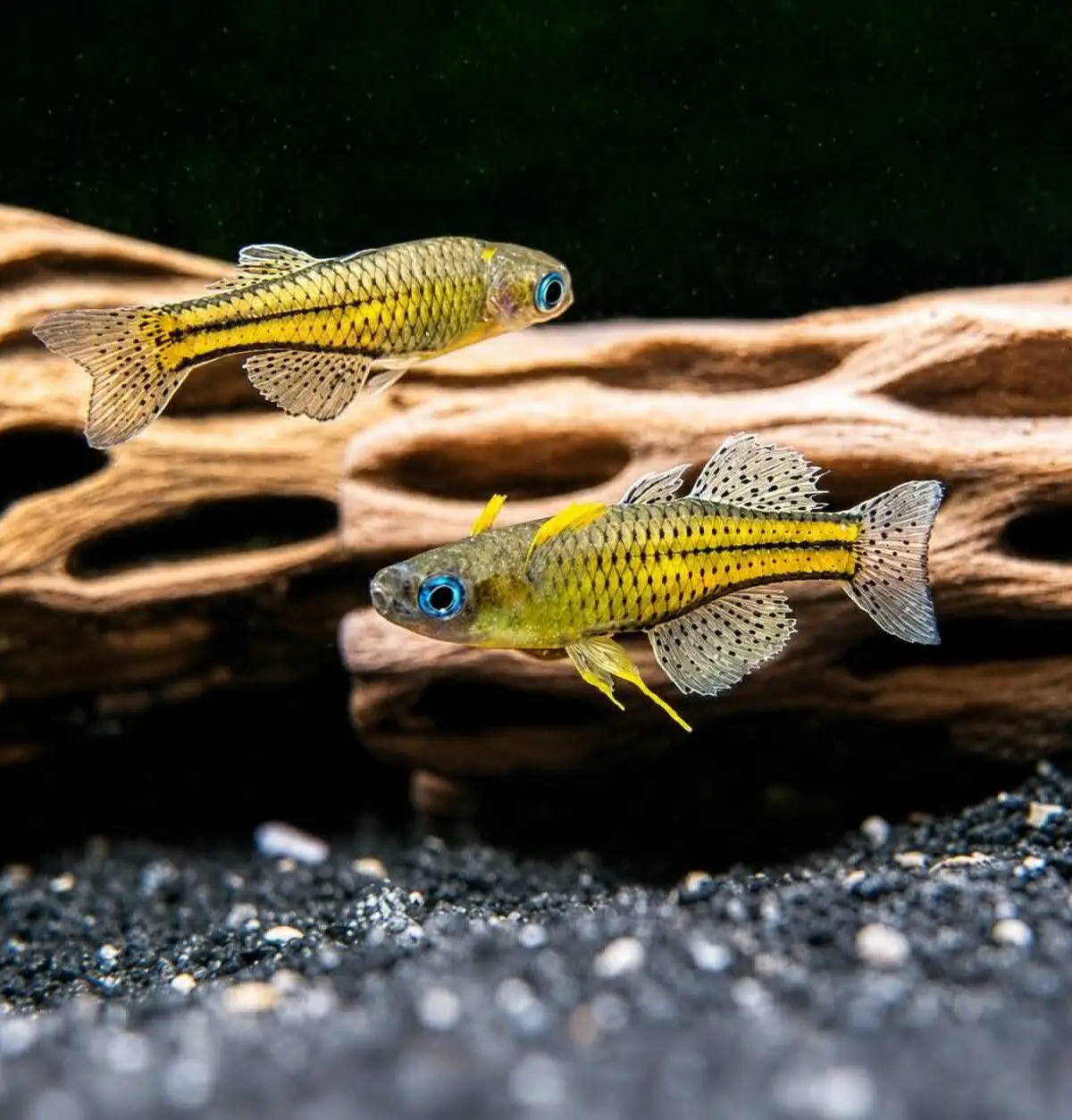 Gertude Rainbow (Pseudomugil gertrudae)