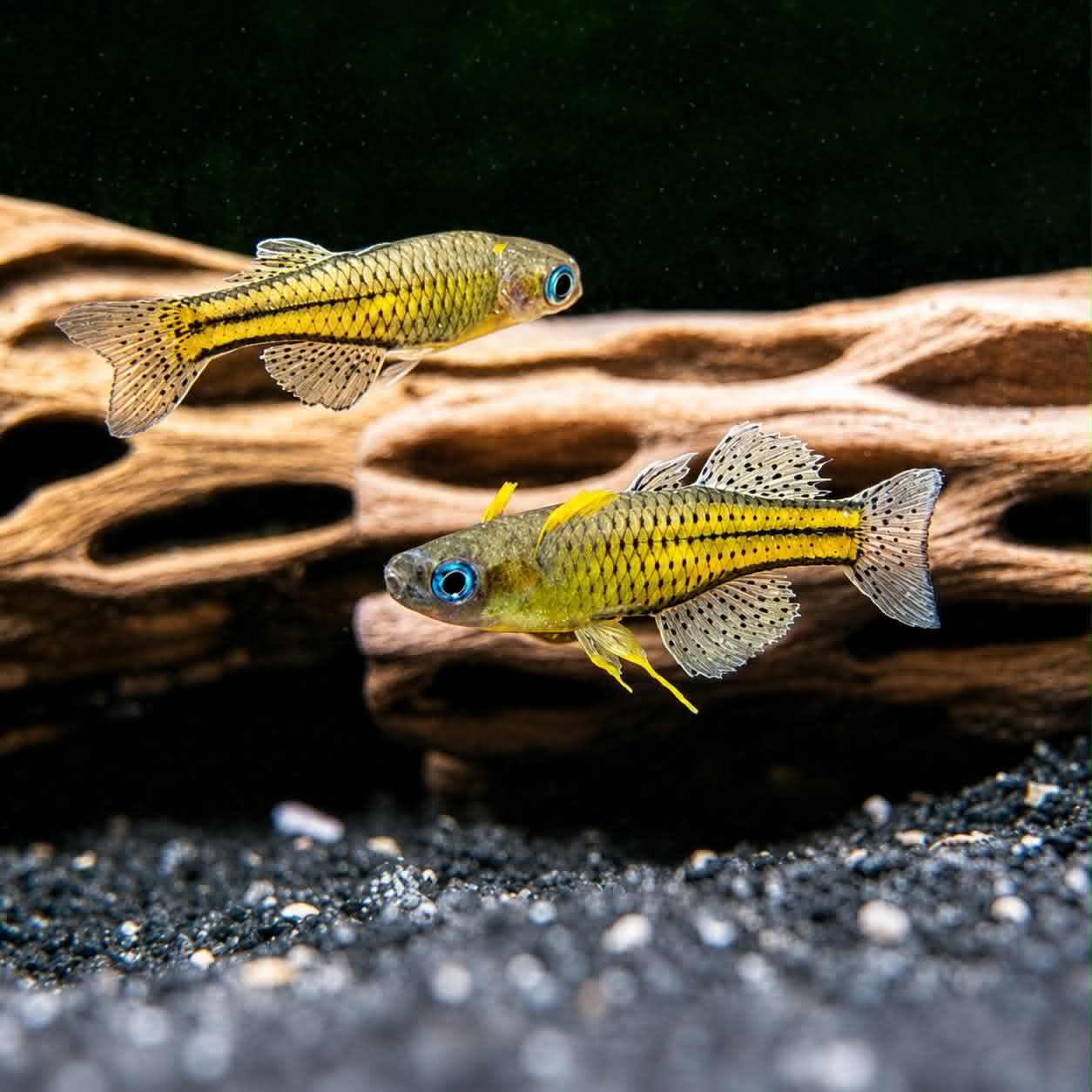 Gertude Rainbow (Pseudomugil gertrudae)