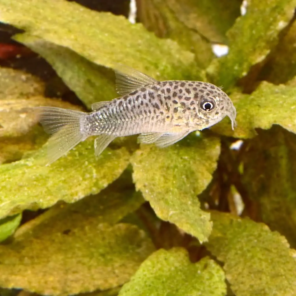 Similis Corydoras (Corydoras similis)