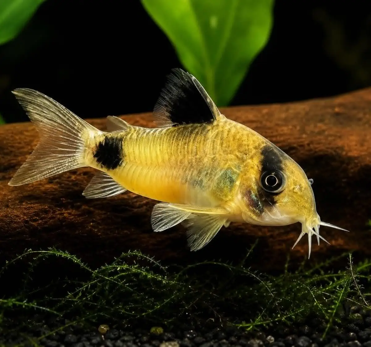 Panda cory
