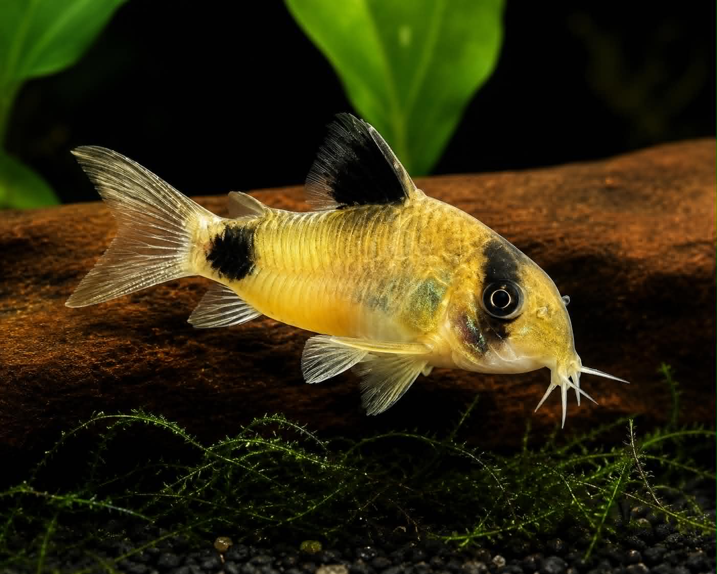 Panda cory
