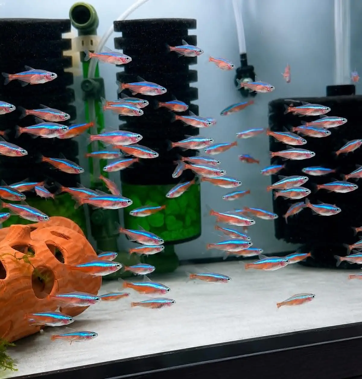 Cardinal Tetra (Paracheirodon axelrodi)