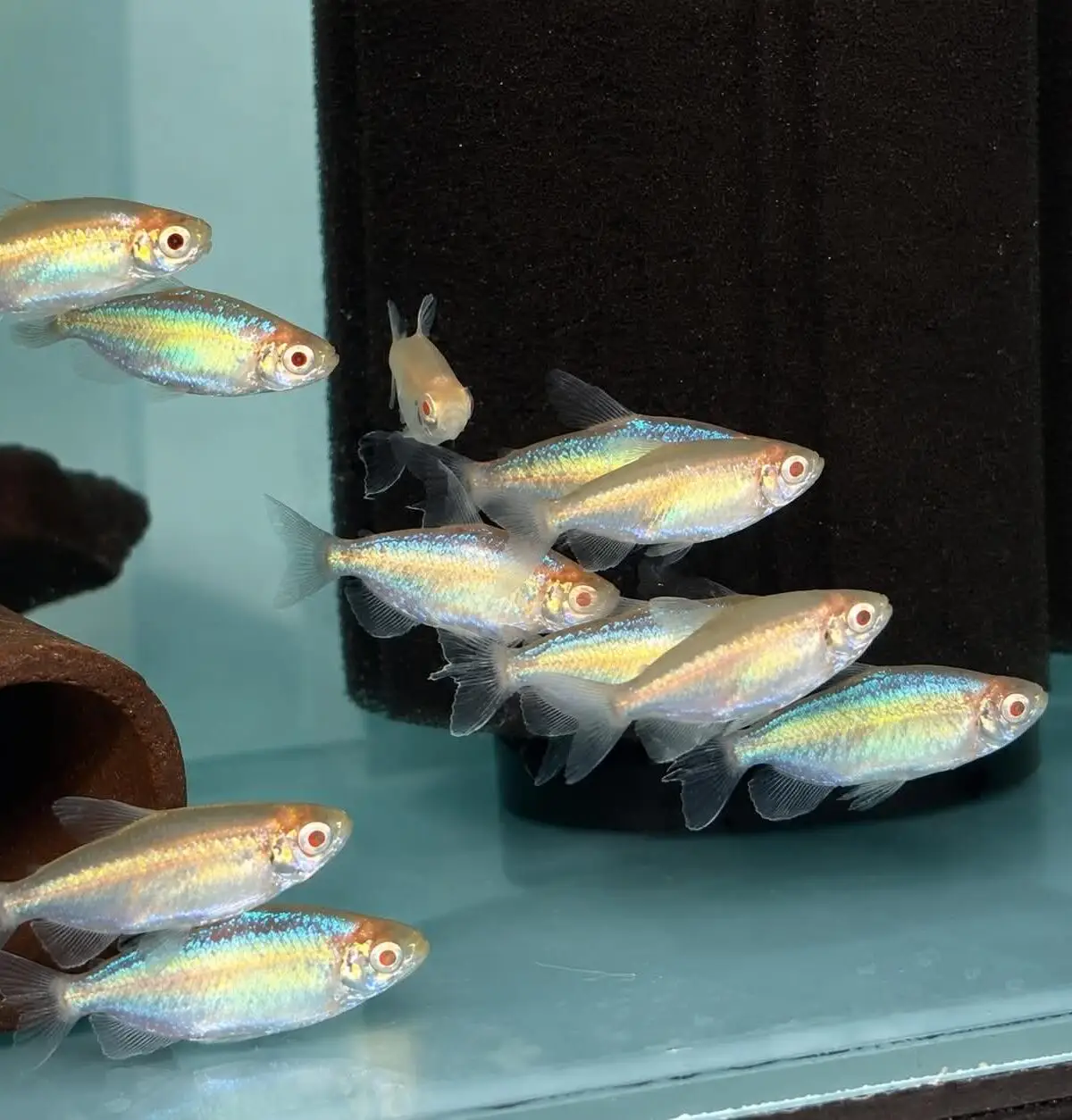 Albino Congo Tetra (Phenacogrammus interruptus var. albino)