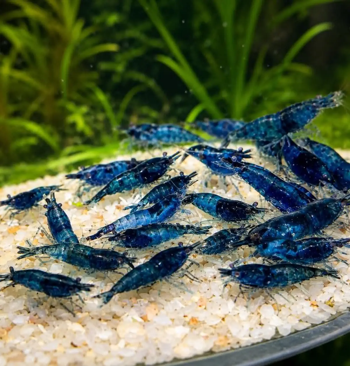 Blue Dream Shrimp (Neocaridina Davidi)