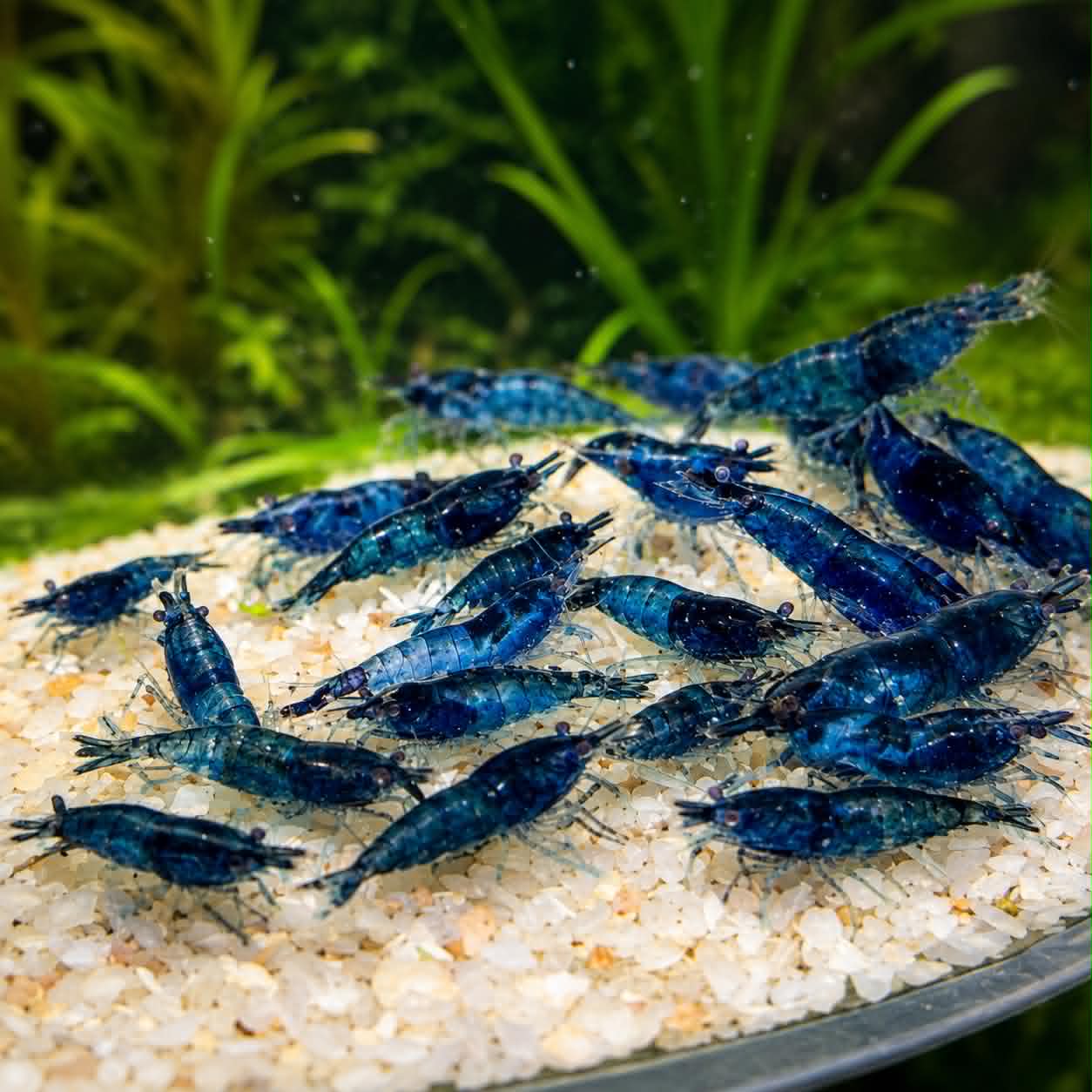 Blue Dream Shrimp (Neocaridina Davidi)